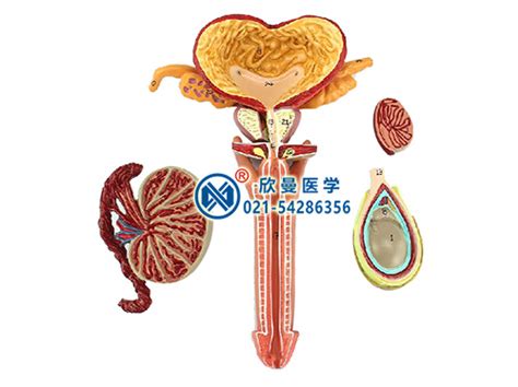 男性生殖器解剖模型_上海欣曼科教设备有限公司