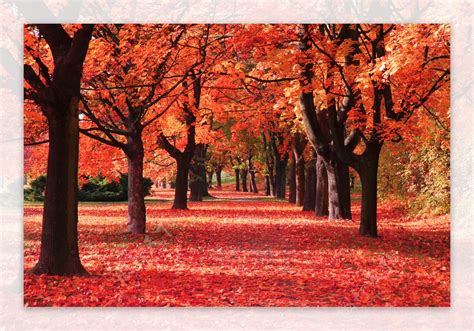 秋天火红的枫叶林图片素材-编号29258151-图行天下