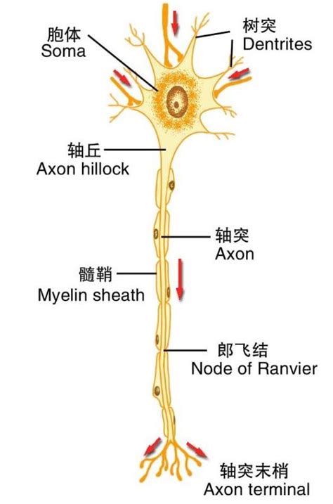 神经元的基本结构与功能