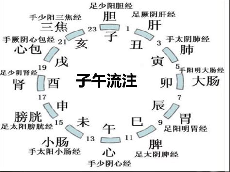 子午流注图图片