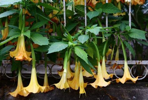 十大有毒花卉是什么（盘点世界最毒的十种花卉植物：快来看看你家有没有） | 说明书网