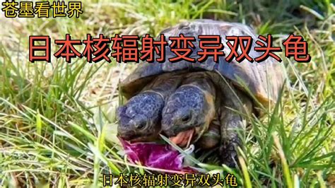 日本核辐射变异“双头龟”，专家声称:这种基因突变十分罕见
