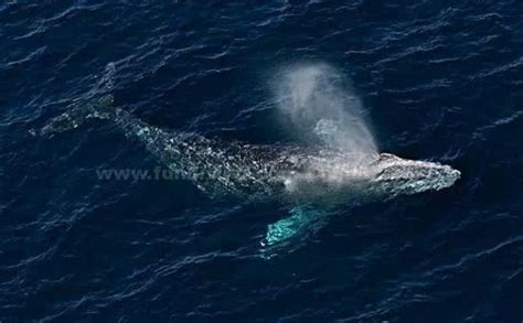 世上最孤独的鲸鱼，只因独特的52赫兹，至今仍无法找到伴侣
