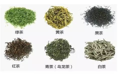 茶叶的六大种类品种名称 | 说明书网