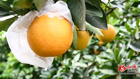 9种橙子测评：赣南脐橙、秭归脐橙等，谁才是橙子界的最强王者|橙子_新浪新闻
