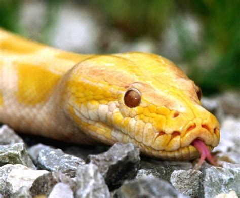 缅甸蟒Python bivittatus - 蟒蛇科普