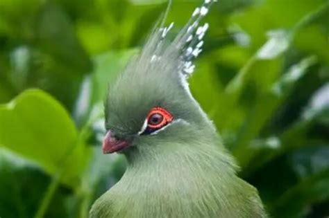 世界上最美的五种鸟，银喉长尾山雀排最后，排名第一的它濒临灭绝