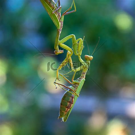 写实绿色螳螂昆虫素材图片免费下载-千库网