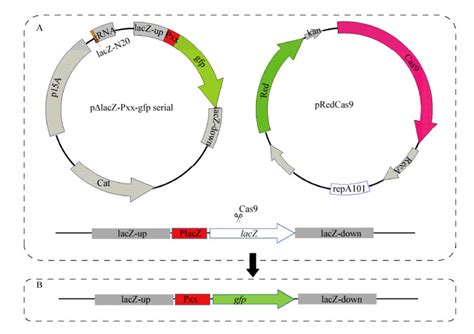 PX458 CBH启动子 CRISPR Cas9系统载体 绿色荧光蛋白pSpCas9(BB) 2A GFP - 真核编辑质粒 - CRISPR ...