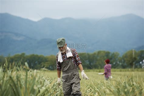 农民在田间劳作高清图片下载-正版图片502031824-摄图网