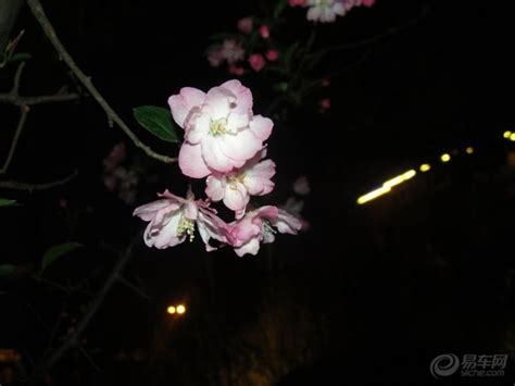 夜海棠图片