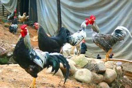 中国十大名鸡品种排行榜，你认识几种？(2)_巴拉排行榜