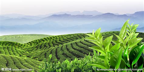 六大茶山2021年营销体系管理规范重磅发布-爱普茶网,最新茶资讯网站,https://www.ipucha.com