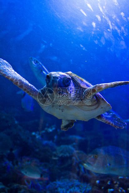 乌龟在水下游泳高清图片下载-正版图片503538867-摄图网