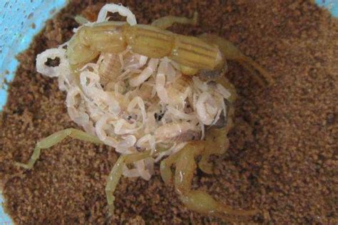 野生蝎子养殖方法-农百科