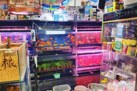 逛遍南京最大的花鸟鱼虫市场，最后我们发现……|花鸟|南京|鱼虫_新浪新闻