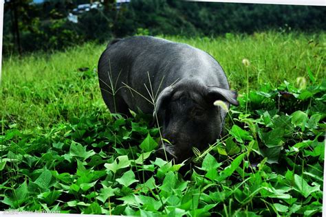 中国出名的黑猪品种及产地介绍 - 惠农网