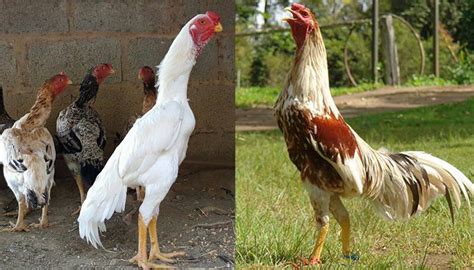 Shamo Chicken Breed: The Complete Guide - Eco Peanut