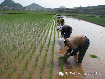 水上种植水稻,水上种植品种_大山谷图库