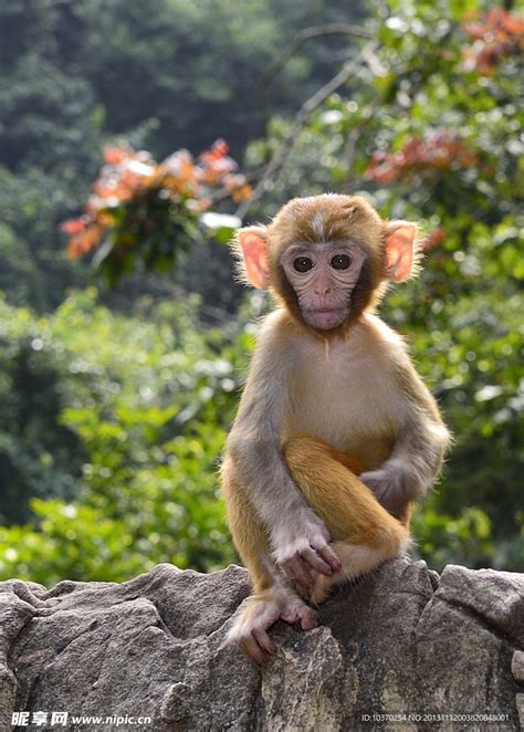 动物园一猴子长着国字脸络腮胡 现场画面曝光！