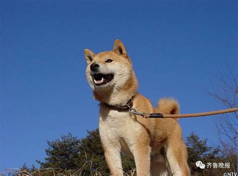 柴犬北登图片