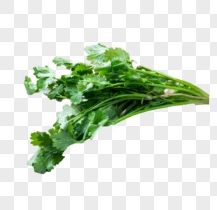 香菜非主流头像