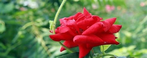 黑巴克玫瑰的养殖方法-藤本月季网