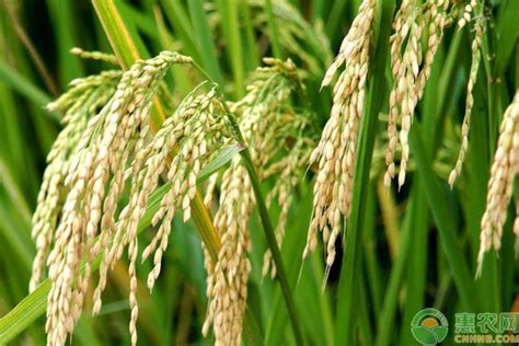 水稻种子价格多少钱一斤？水稻种植成本利润分析 - 惠农网