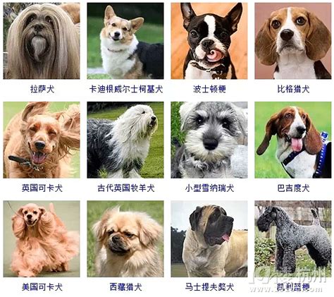 狗的品种名大全（狗都有哪些品种叫什么名） – 碳资讯