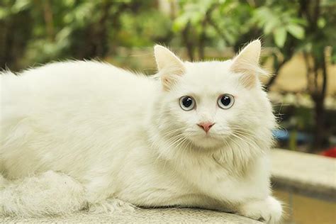 山东临清狮子猫图片