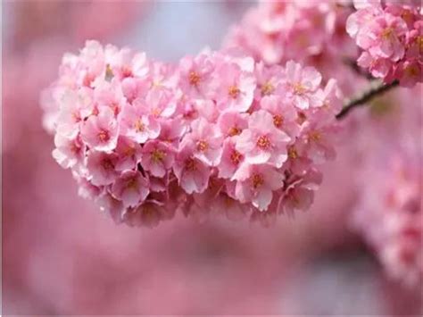 樱花的花语及传说 樱花的象征意义 - 装修保障网