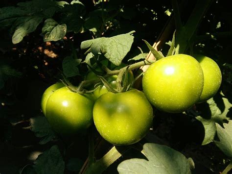 番茄在膨果期用什么肥料好？