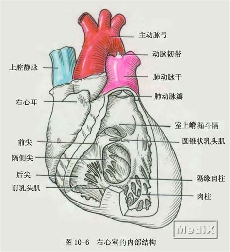 左心房：外形与结构 - 心血管 - 天山医学院