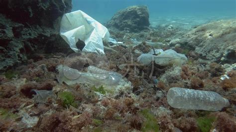在太平洋发现比墨西哥国土还大的塑胶垃圾带-青岛水族馆官方网站