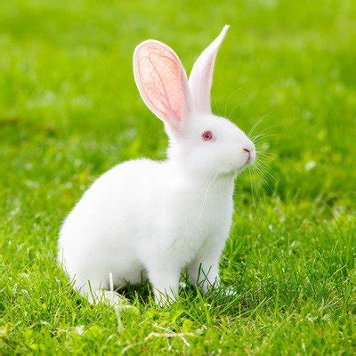 怎么判断兔子的公母（公兔子与母兔子的区别） - 胖萌舍宠物网