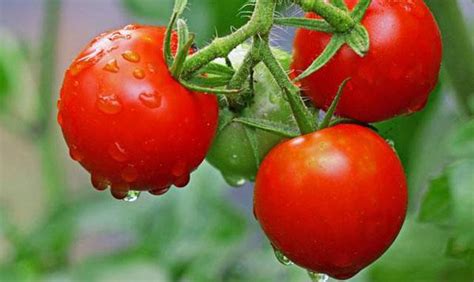 西红柿种植过程和方法 - 知乎