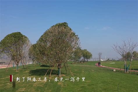 江西彭泽县：长江生态湿地公园 最美湿地三月天_凤凰网视频_凤凰网