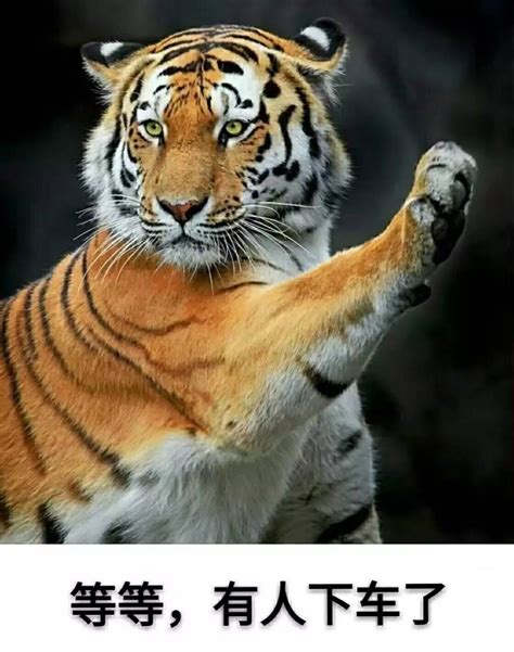 浙江动物园老虎咬人 盘点全球动物伤人事件