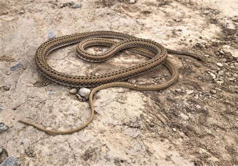 成都生物所在“世界内陆最低处”发现花条蛇属蛇类新种 - 封面新闻