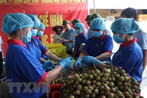越南充分开发向澳大利亚的农产品出口潜力 | 经济 | Vietnam+ (VietnamPlus)