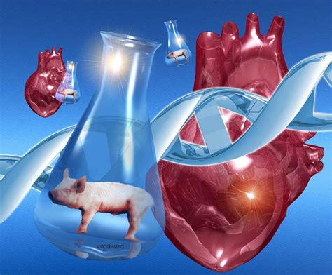 生命奥秘：把猪器官移植到人体，即将成为现实了吗？