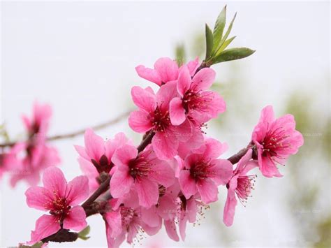 桃花头像图片