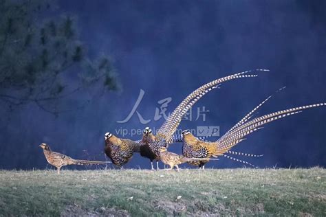 河南信阳：美丽的白冠长尾雉-人民图片网