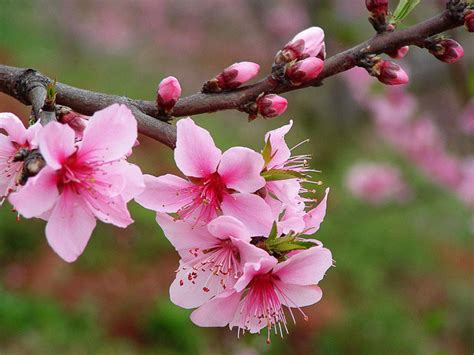 桃花种类图片,桃花有多少个品种,观赏桃树品种_大山谷图库
