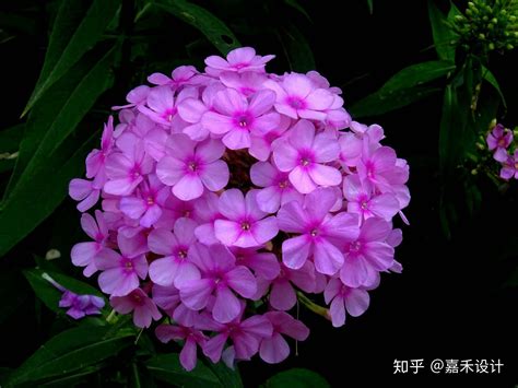 秋季必种花卉花种子名单-广东田野风