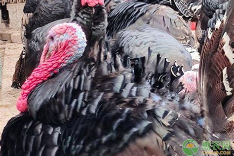 养殖火鸡方法（火鸡饲养管理及养殖技术，以及火鸡产蛋期饲养管理方法！） | 说明书网