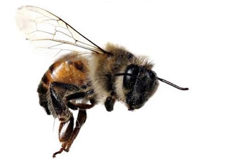 一些蜜蜂显示出强烈的意志和冒险精神 - 神秘的地球 科学|自然|地理|探索