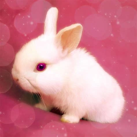 兔兔小公主 - 全部作品 - 素材集市
