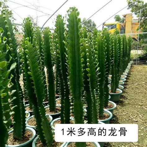 麒麟树图片