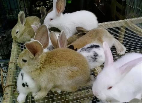 家里养兔子好不好 家里怎么养宠物兔子